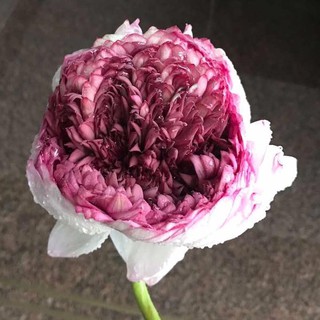  Hạt giống sen bạch diệp tím ( gói 5 hạt )