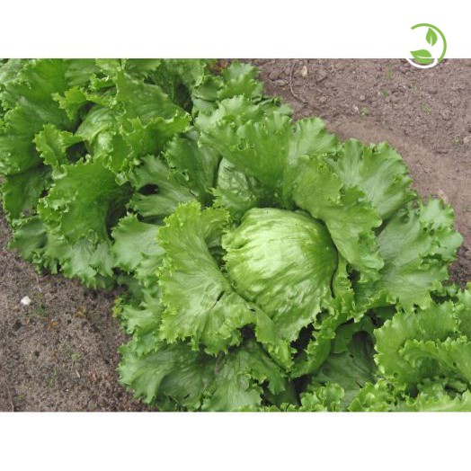 Hạt Giống Rau Xà Lách Búp Minetto Phú Nông - Gói 2g - Lettuce Minetto