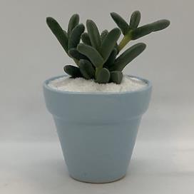 Khăn lau Chậu trồng cây sen đá LAFAGARDEN kích thước 105x80mm chậu nhựa trồng cây sen đá chuyên nghiệp