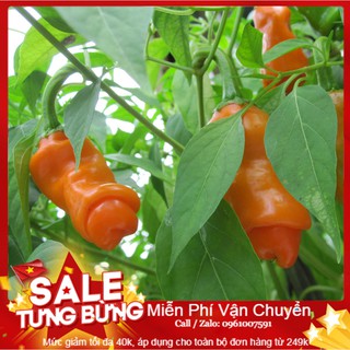 Hạt Giống Ớt Peter - 5 Hạt