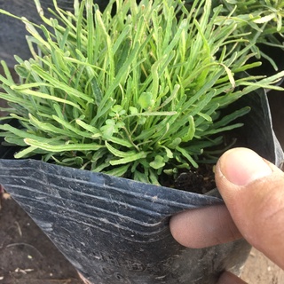 Cây Cỏ Mây Bụi Mini Để Bàn,Trang Trí Phòng,Tiểu Cảnh