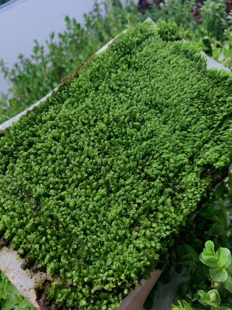 Hộp rêu minifiss lá nước (5 lớp 15x10cm)