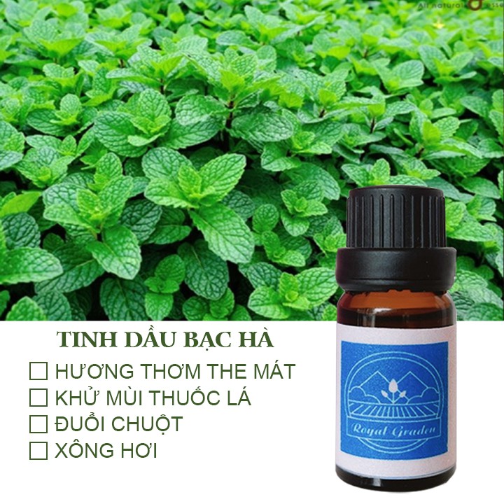 Tinh Dầu Bạc Hà thơm phòng đuổi chuột 10ml