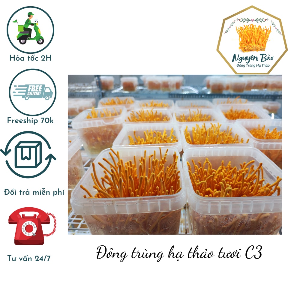 Đông trùng hạ thảo C3 tươi [ 5 hộp 180gr]