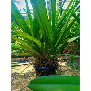 địa lan kiếm vàng thái lan, mặt hoa lai, gửi đi cả chậu siêu to, giá cực rẻ