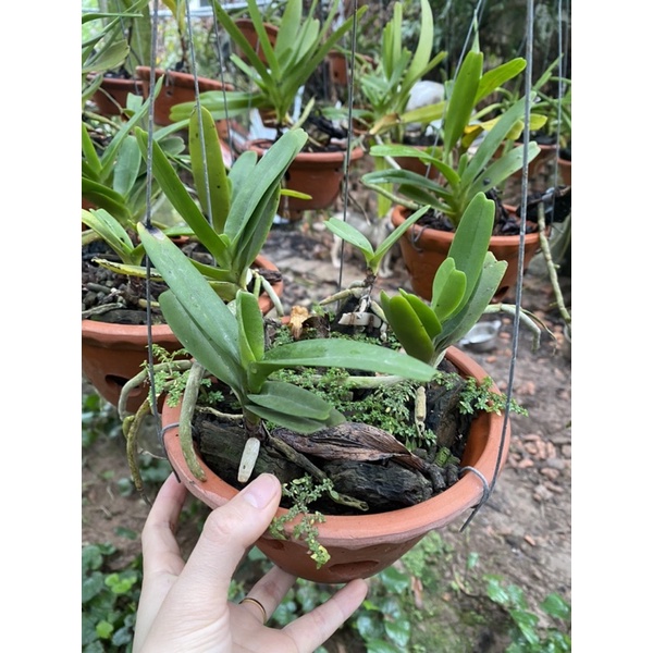 HOÀNG NHẠN THÁNG 4 BUÔN ĐÔN THUẦN VƯỜN 2-3 NĂM