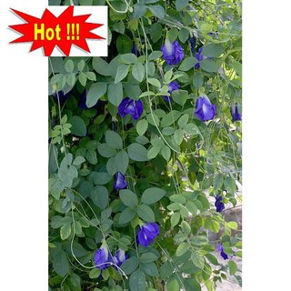 20 Hạt giống Hoa Đậu Biếc (Dễ trồng)