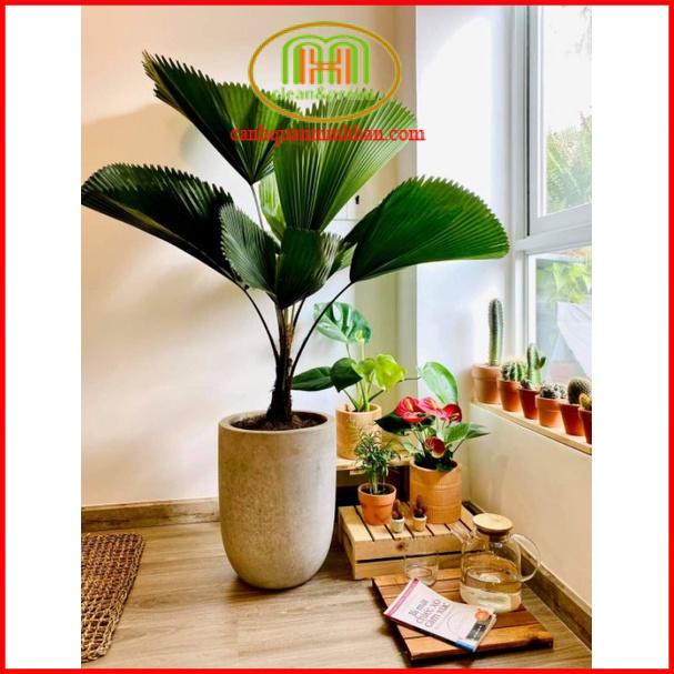Cây Cọ lớn (Kè Nhật) cây nội thất trồng trong nhà mang may mắn giàu sang phú quý cho gia chủ và bầu không khí trong lành