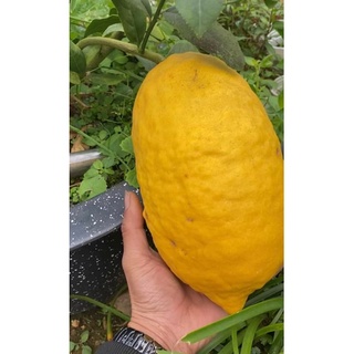 Cây giống Chanh vàng