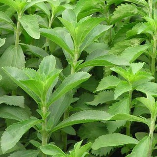 0.1g Hạt giống Cỏ ngọt   