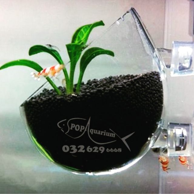 CỐC TRỒNG CÂY THỦY SINH