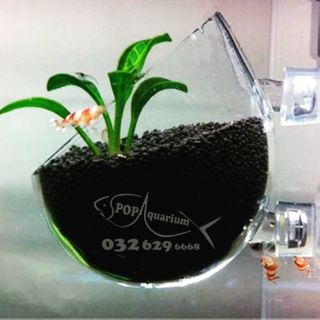 CỐC TRỒNG CÂY THỦY SINH