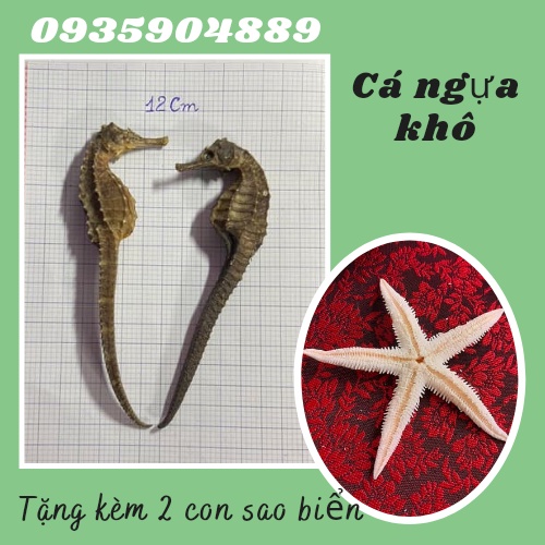 1 Cặp cá ngựa đực cái size lớn