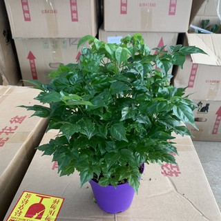[CÂY ĐỂ BÀN] Cây hạnh phúc để bàn cao 25-30cm nhiều cành lá xum xuê và xanh tươi quanh năm, thích hợp trang trí nội thất