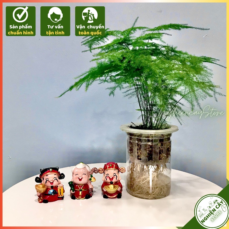 Cây thủy tùng thủy sinh để bàn, mang may mắn, dễ chắm sóc