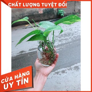 Chậu Trầu Bà Thủy Sinh