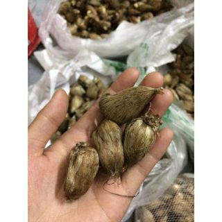 Compo 10 củ hoa lan nam phi nhiều màu