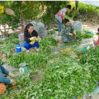 Bột Diếp Cá Handmade - Dành Riêng Da Mụn Ẩn, Sạm