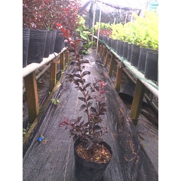 Combo 2 Cây tường vi huyết long