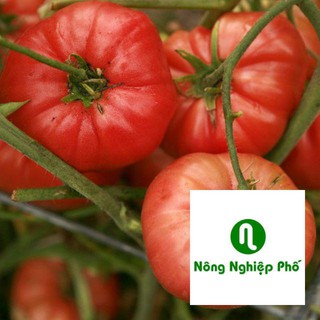 Gói 30 hạt giống cà chua khổng lồ PHUNONG