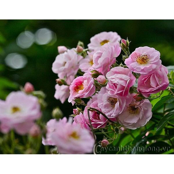 HẠT Giống Hồng leo Tầm Xuân hồng cánh kép siêu hoa siêu nụ 10 hạt ĐẾN MÙA TRỒNG TẾT