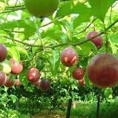 PHÂN BÓN LÁ TRUNG VI LƯỢNG BULGASARI Vino 79 Chai 500ML