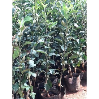Cây táo đỏ lùn F1 - táo ruột đỏ