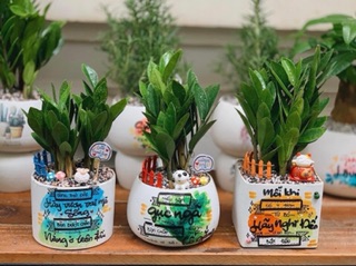 CÂY KIM TIỀN MINI