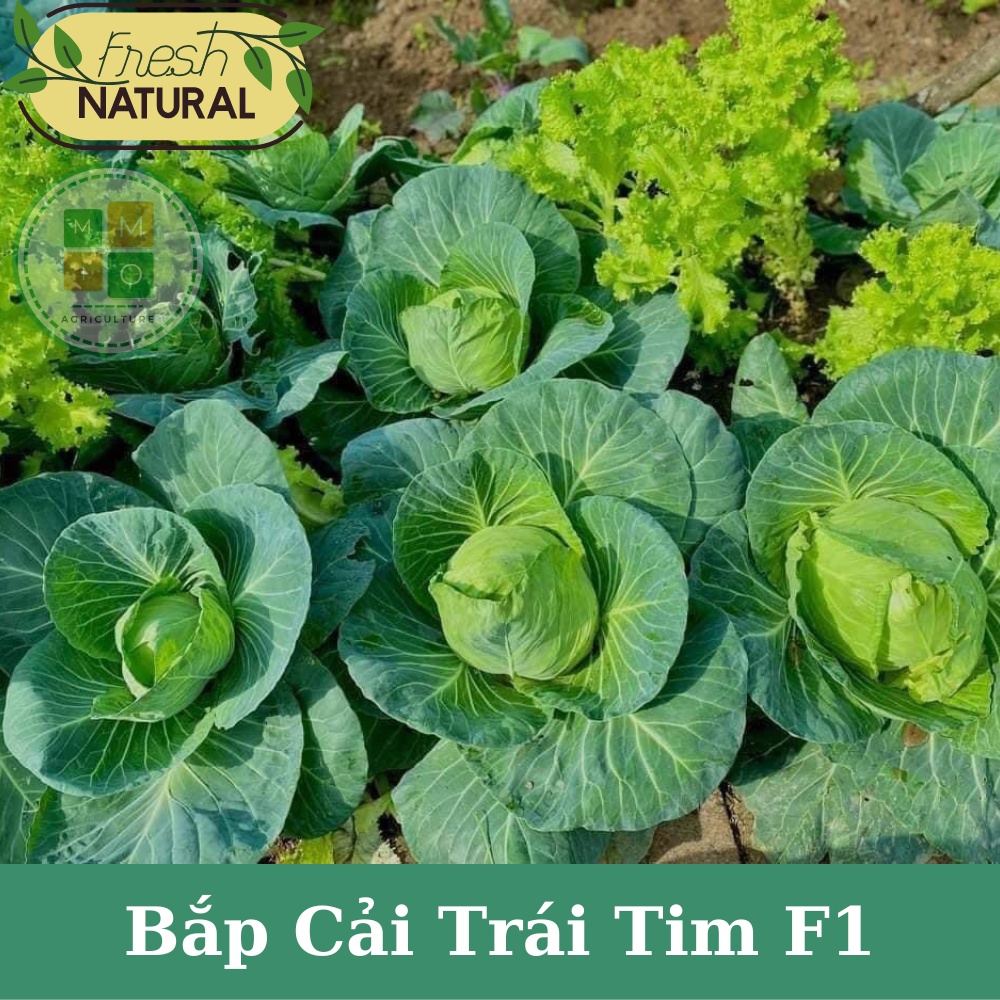 Hạt giống bắp cải trái tim chịu nhiệt F1