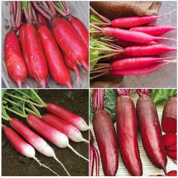 Hạt giống củ cải dài đỏ - Gói 20gram