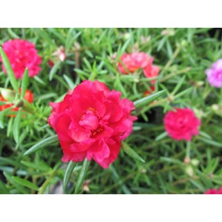 25cành hoa 10h thái kép màu đỏ