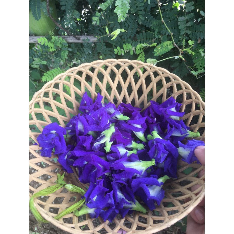 100gr Hoa Đậu Biếc Khô nhà phơi