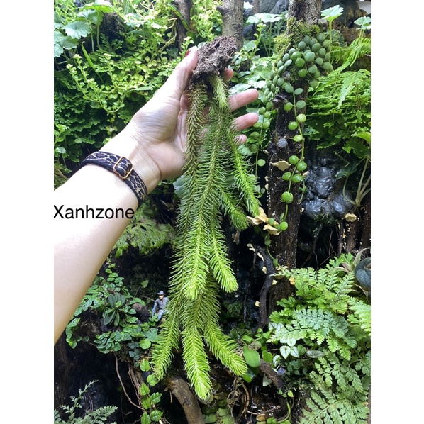 thông đất treo, treo gió ban công, thân rũ tạo layout rừng cho hồ bán cạn, paludarium.