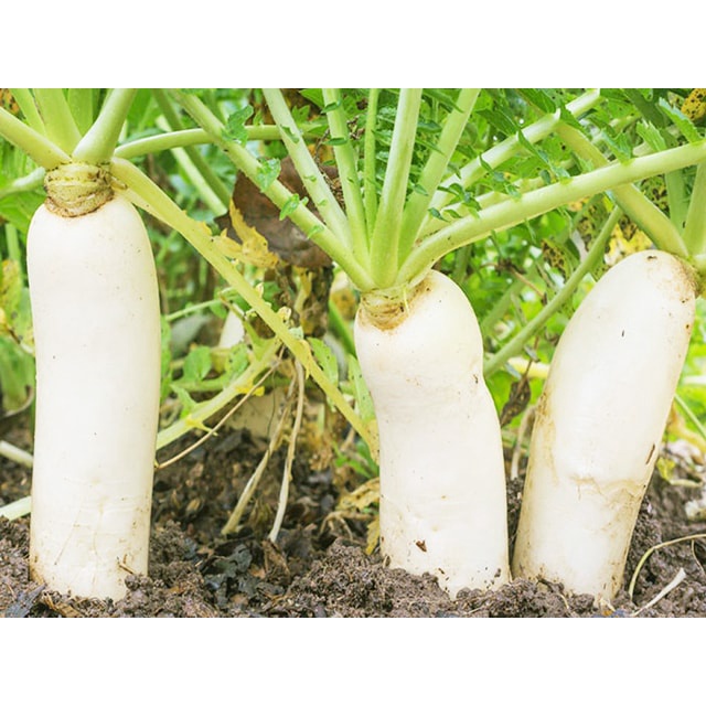 Hạt Giống Củ Cải Tuyển Cao Sản KL 20g