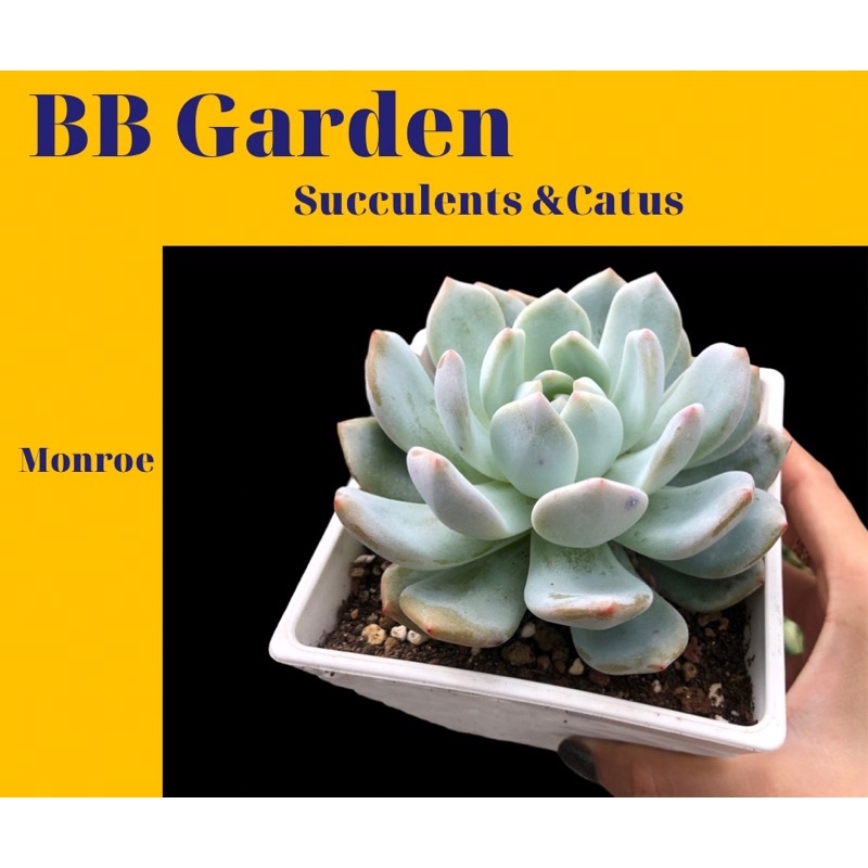 SEN ĐÁ MONROE THUẦN BB GARDEN 10CM