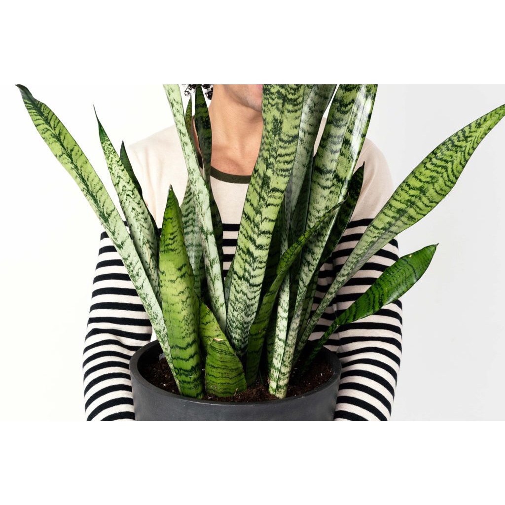 Vườn NHÚ - Cây lưỡi hổ xanh lọc không khí - Giá 1 cây cao 50cm - 70 cm.