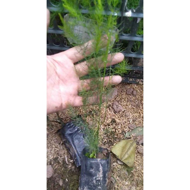 Cây Măng Tây Mỹ