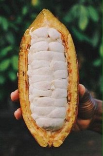Ca cao nguyên chất