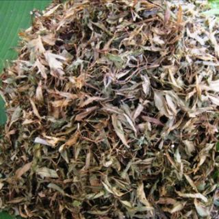 Lá đinh lăng khô 1kg