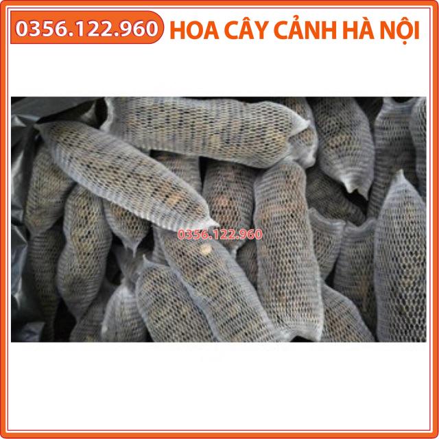 10 túi Phân dê bón lan bón hồng và bón cho các loại cây trồng dài 10 -15cm