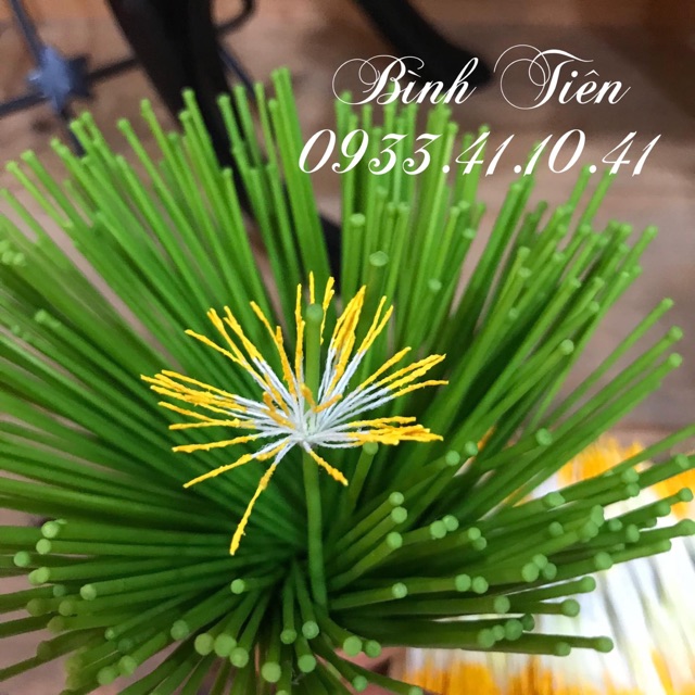 Nhuỵ xanh làm hoa mai bó 100 cây