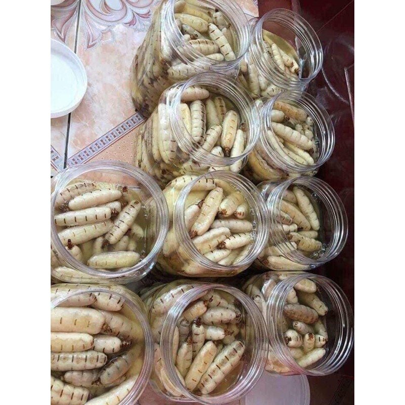 MỐI CHÚA RỪNG  1 hộp 10con🌹🌹