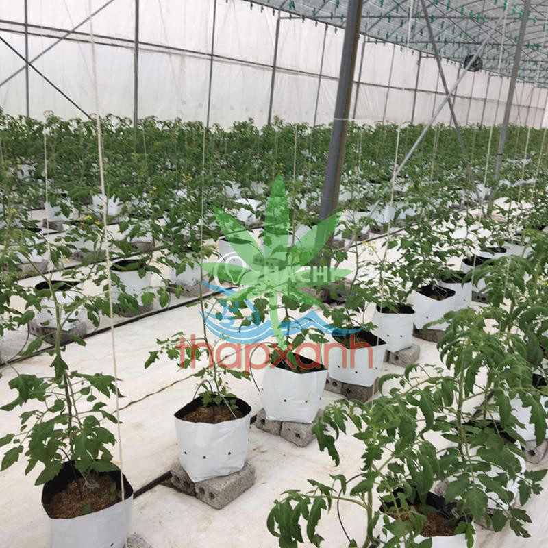 Bộ 20 túi trồng PE (R20 x H40) trồng cà chua, ớt, dưa lưới