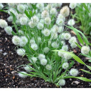 Hạt giống cỏ đuôi thỏ - 1 gói 100 hat. - HG1