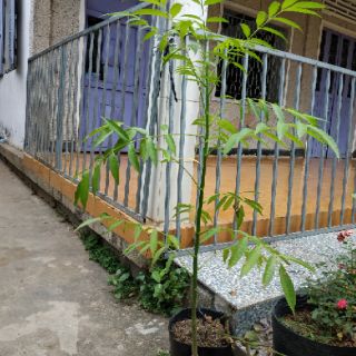 Cây cóc thái ...siêu trái