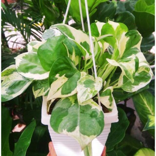 Trầu bà cẩm thạch