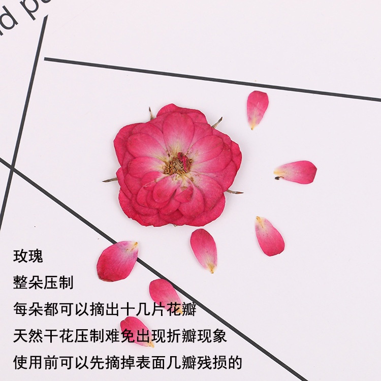 Bộ 8 Bông Hoa Hồng Dập Nổi Bằng Chất Liệu Herbarium Dùng Để Trang Trí DIY