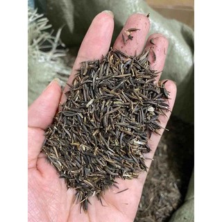 Hạt giống nhà híp
