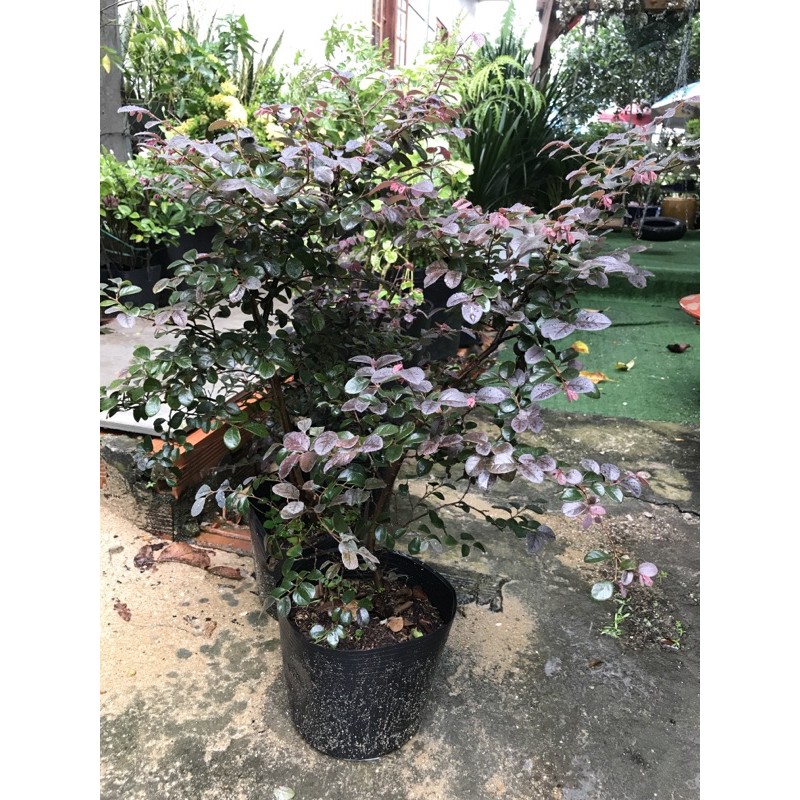 Cây Hồng phụng