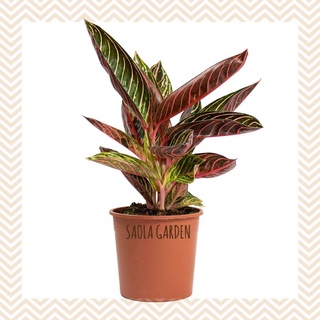 01 cây Bao thanh thiên - Aglaonema Pride of Sumatra - Cây cảnh để bàn nội thất văn phòng lá hoa văn đẹp